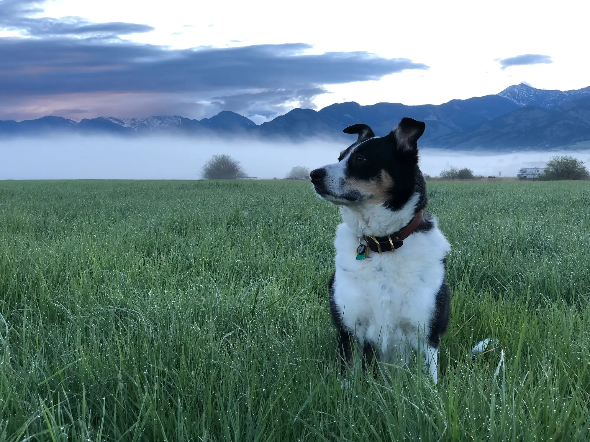 Eva sitting in a green field with the mountains behind her