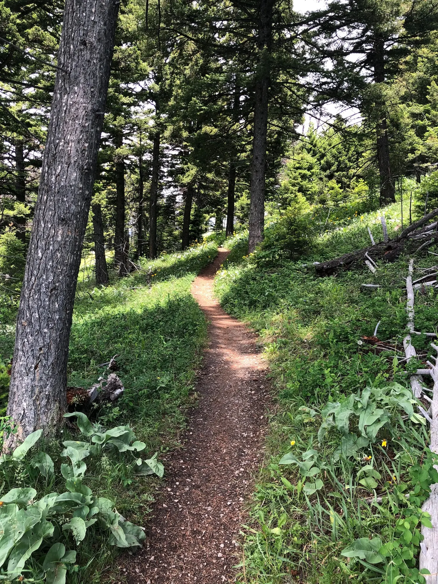 A quiet forest path leading forward
