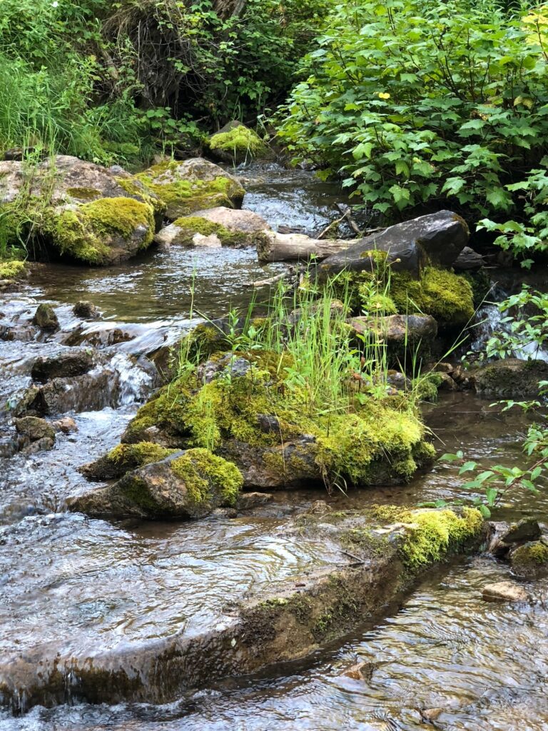 Creek flowing through a quiet natural setting