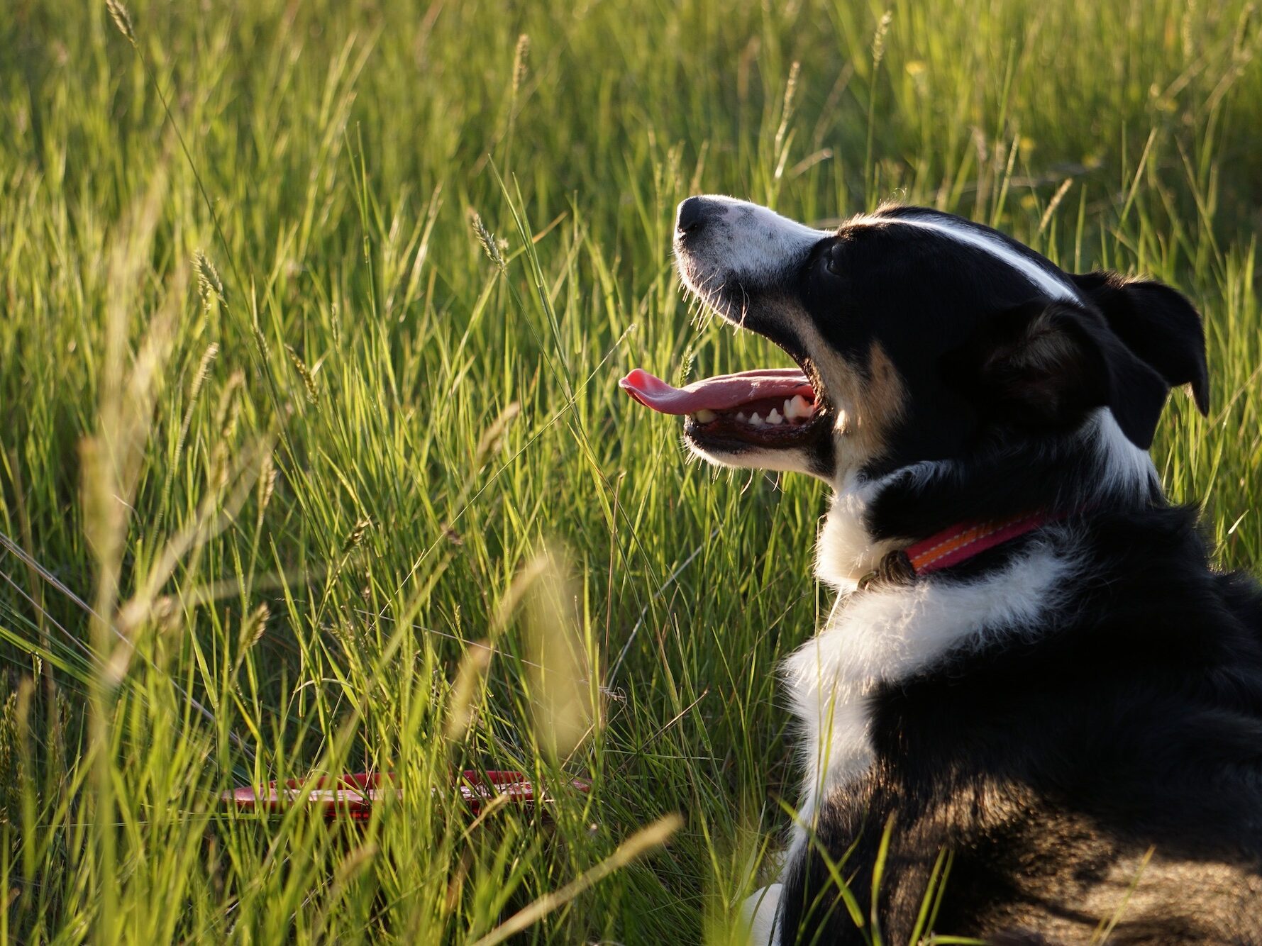 Eva Sol resting in tall grass