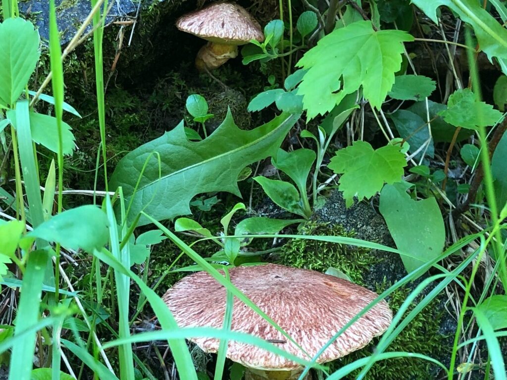 Mushroom growing among green leaves