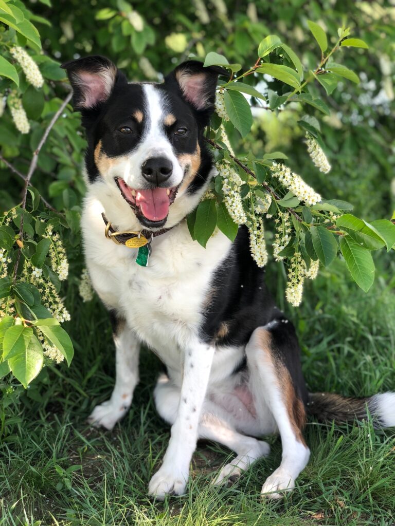Eva resting in a blooming tree.