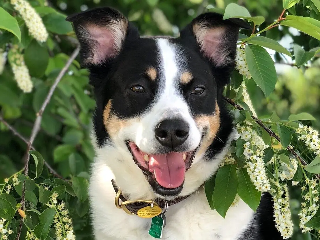 Eva resting in the shade beneath a blooming tree.
